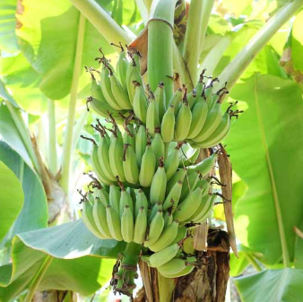 Musa acuminata Nathan Dwarf Banana