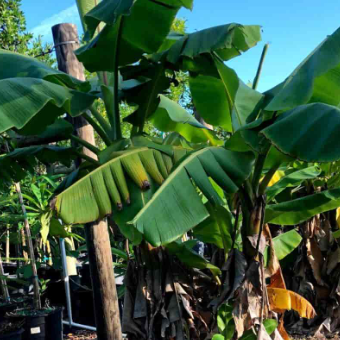 Musa acuminata Nathan Dwarf Banana
