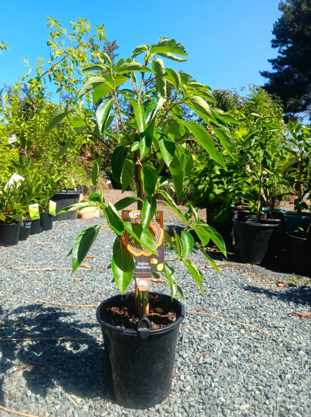Pipturus argenteus Native Mulberry Tucker Bush tm