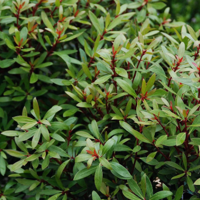 Tasmannia lanceolata Mountain Pepper (Male)