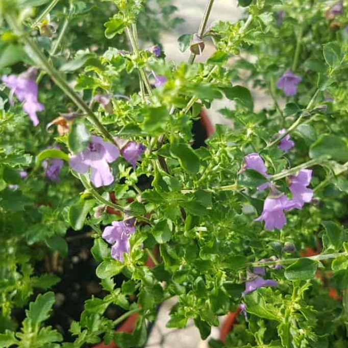 Prostanthera incisa Native Thyme