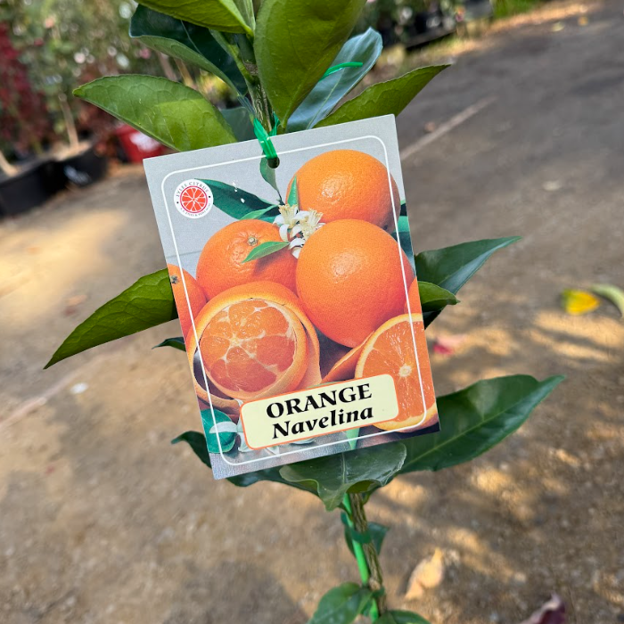 Citrus sinensis Navelina Dwarf Orange