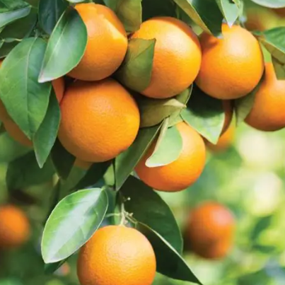 Citrus sinensis Navelina Dwarf Orange