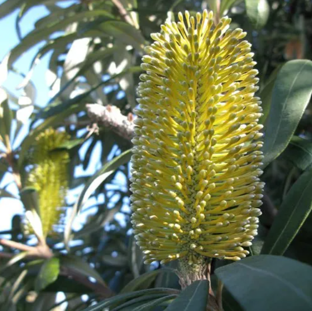 Banksia integrifolia New Dawn