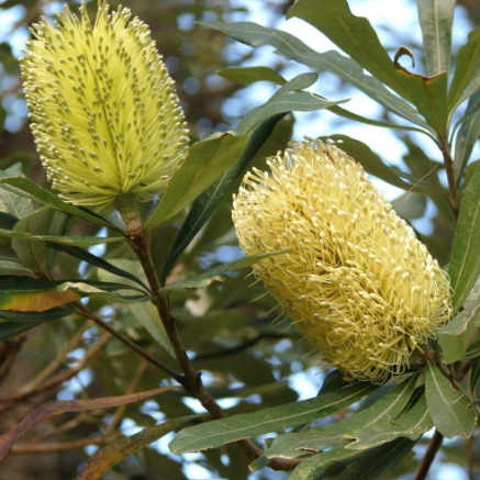 Banksia integrifolia New Dawn