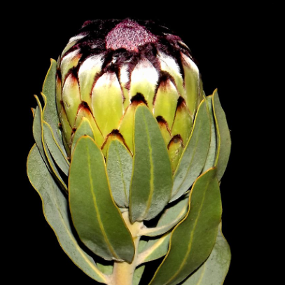 Protea magnifica Niobe