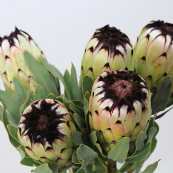 Protea magnifica Niobe
