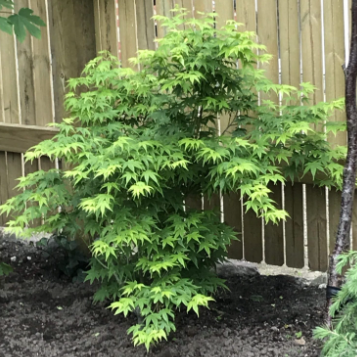 Acer palmatum Nishiki Fountain