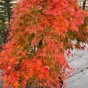 Acer palmatum Nishiki Fountain