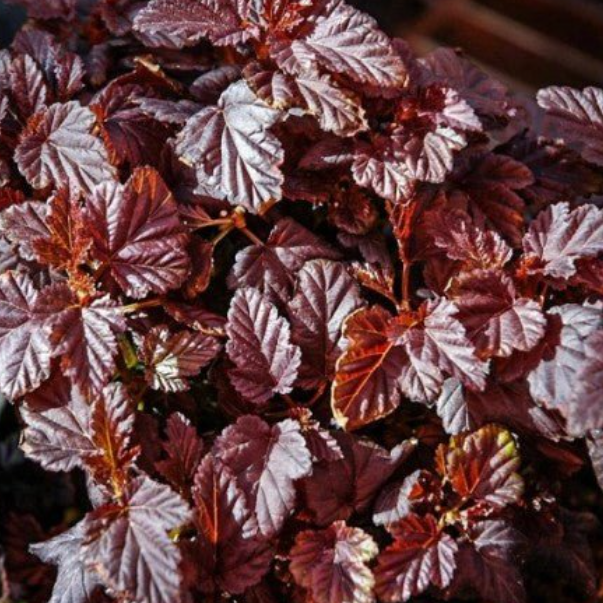 Physocarpus opulifolius Nishiki Red