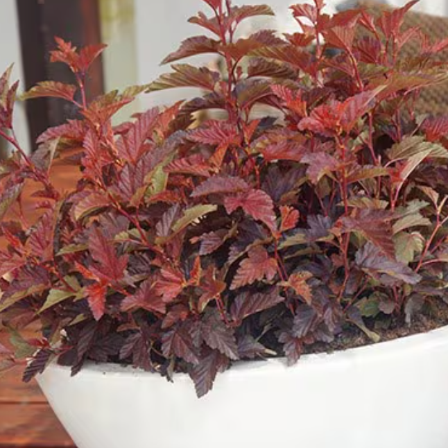 Physocarpus opulifolius Nishiki Red