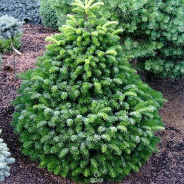 Abies nordmanniana Nordmann Fir