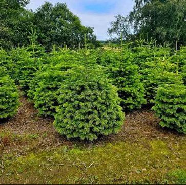 Abies nordmanniana Nordmann Fir