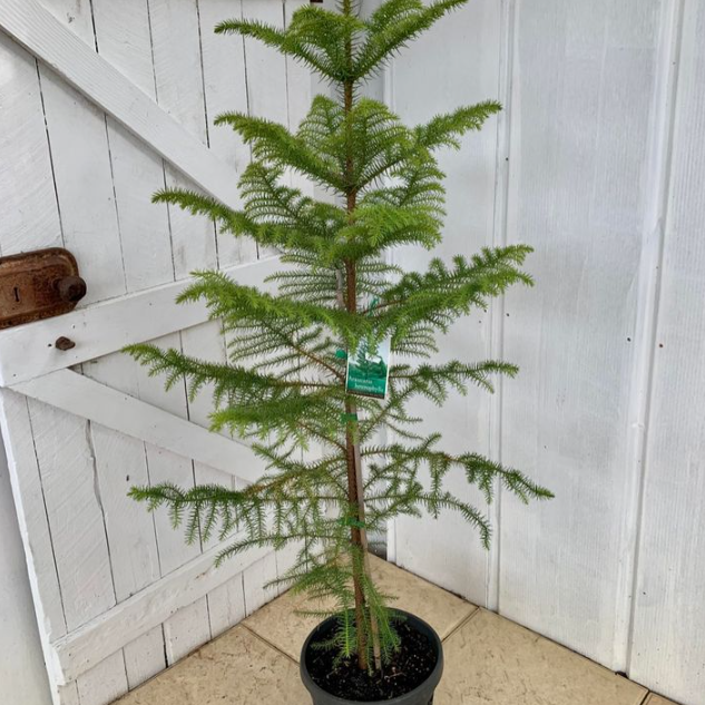 Araucaria heterophylla Norfolk Island Pine