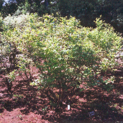 Vaccinium corymbosum Northland Blueberry
