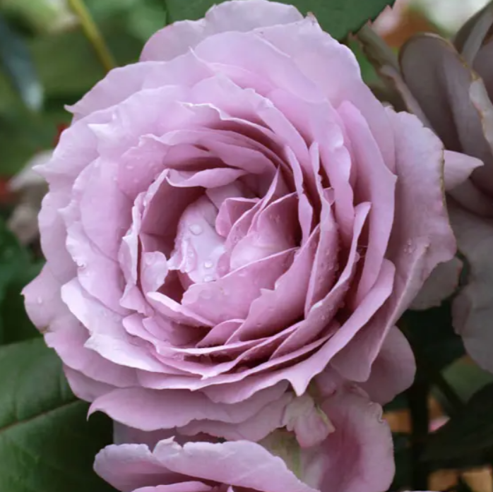 Novalis Floribunda Rose
