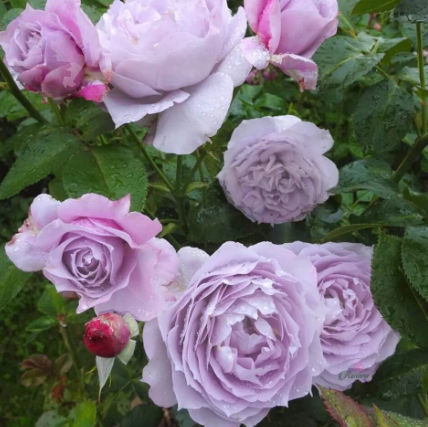 Novalis Floribunda Rose