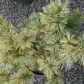 Pinus parviflora Ogon Goyo – Mountain View Nursery