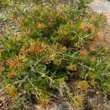 Grevillea Old Gold