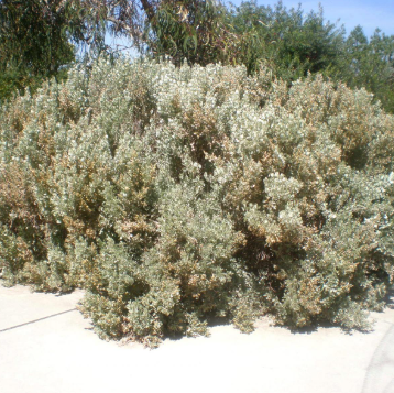 Atriplex nummularia Old Man Saltbush - Tucker Bush