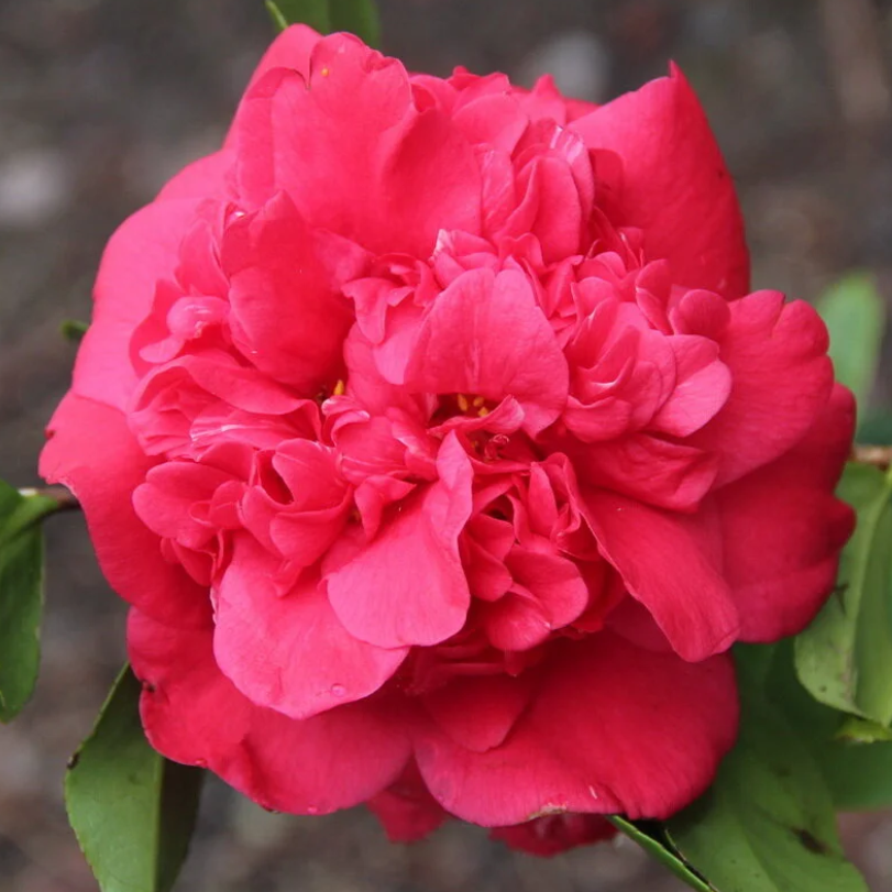 Camellia japonica Opal Hearne