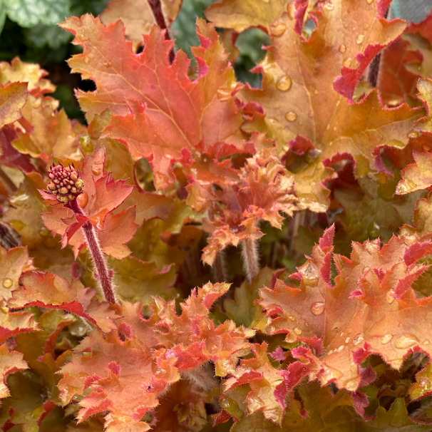 Heuchera Orangeberry