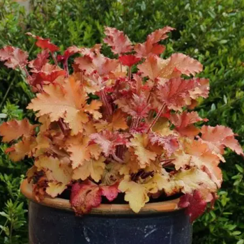 Heuchera Orangeberry
