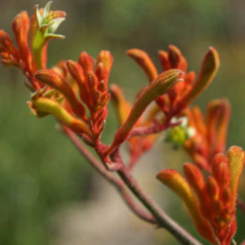 Anigozanthos Orange Cross