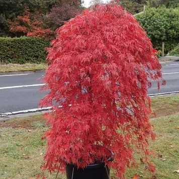 Acer palmatum dissectum Orangeola Standard