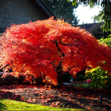 Acer palmatum dissectum Orangeola Standard