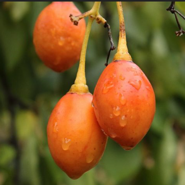 Ecuadorian Orange Tamarillo (Cyphomandra betacea)