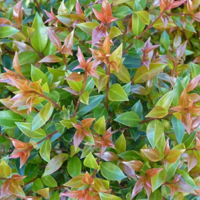 Syzygium australe Orange Twist