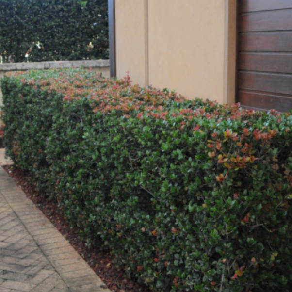 Syzygium australe Orange Twist