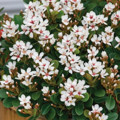 Rhaphiolepis indica Oriental Pearl