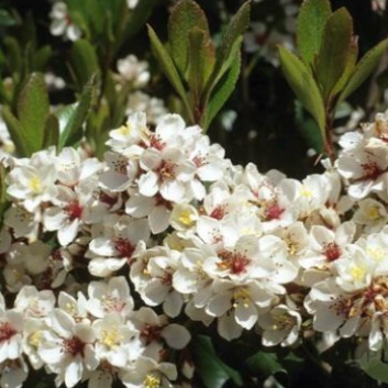 Rhaphiolepis indica Oriental Pearl
