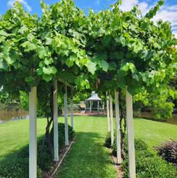 Vitis vinifera Ornamental Grape