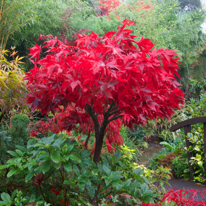Acer palmatum Osakazuki
