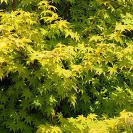 Acer palmatum Osakazuki Gold