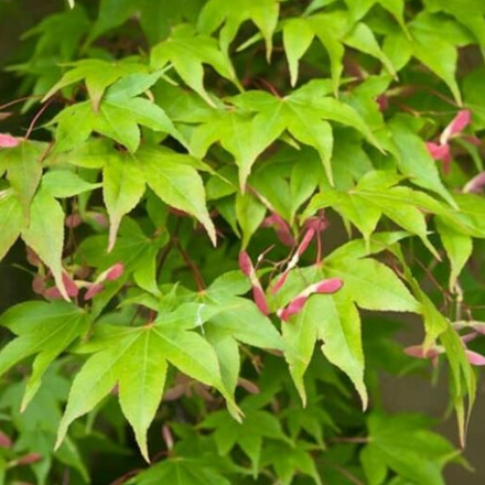 Acer palmatum Osakazuki Gold