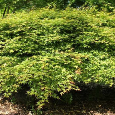 Acer palmatum Oto Hime
