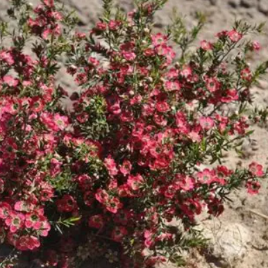 Leptospermum Outrageous