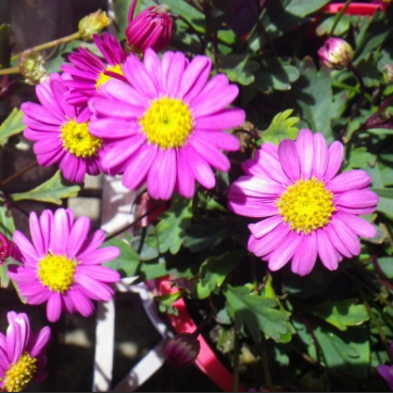 Brachyscome Pacific Reef