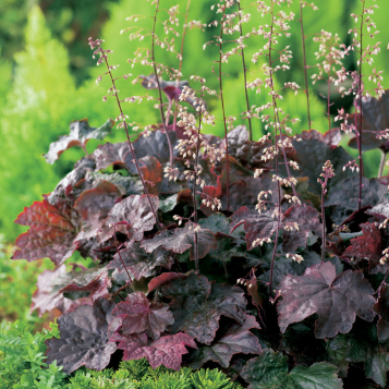 Heuchera Palace Purple