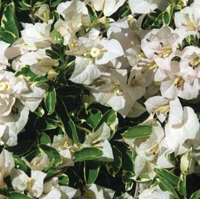 Bougainvillea Bambino Panda