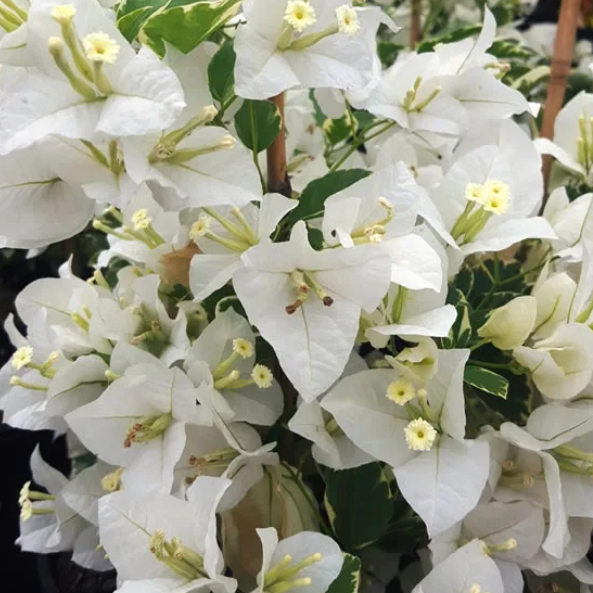 Bougainvillea Bambino Panda