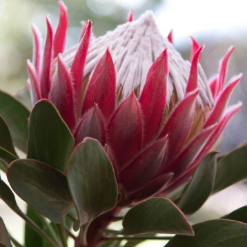 Protea pityphylla hybrid Pandora