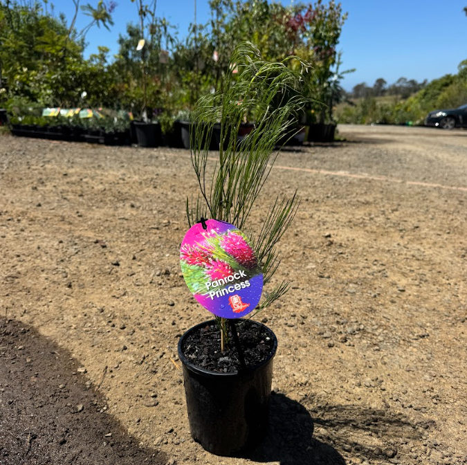 Grevillea Panrock Princess