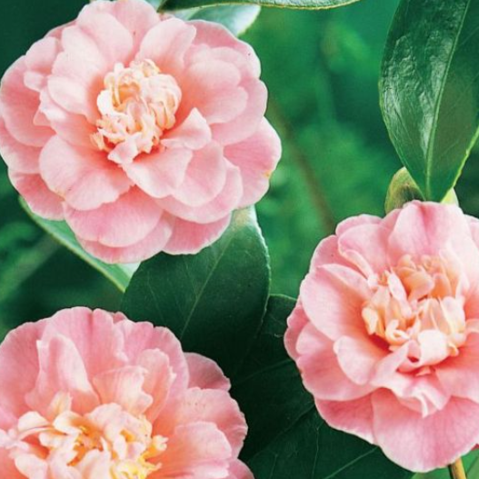 Camellia sasanqua Paradise Confetti