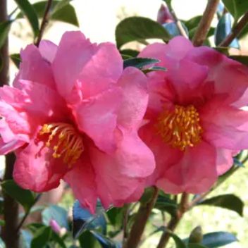 Camellia sasanqua Paradise Glow