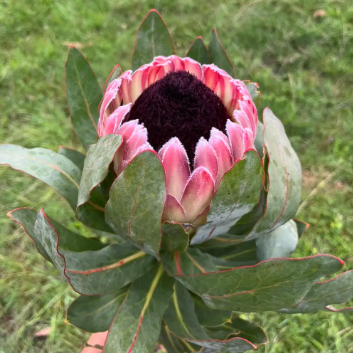 Protea eximia hybrid Australis Passion Protea